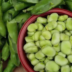 Ile czasu gotować mrożony bób? Przepis krok po kroku